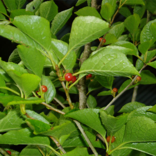 アオハダ 3本立ち 株立ち B