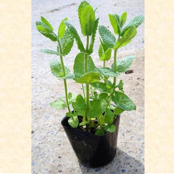 アップルミント 24ポットセット ハーブ グランドカバー