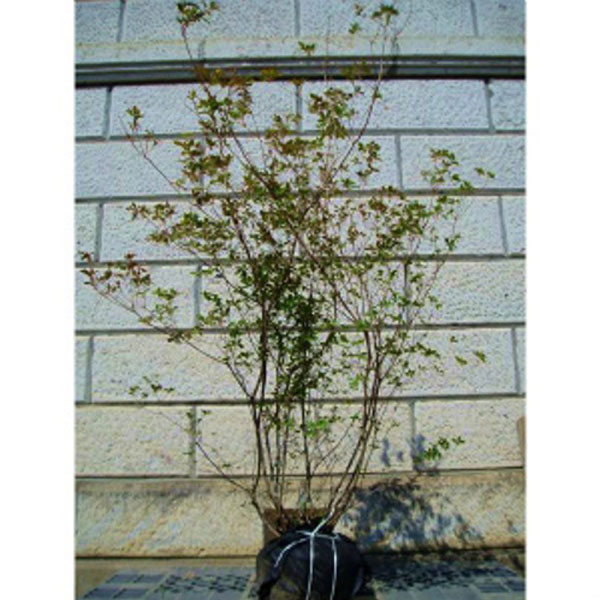 バイカツツジ 株立ち 樹高1.2～1.5m前後 (根鉢含まず)