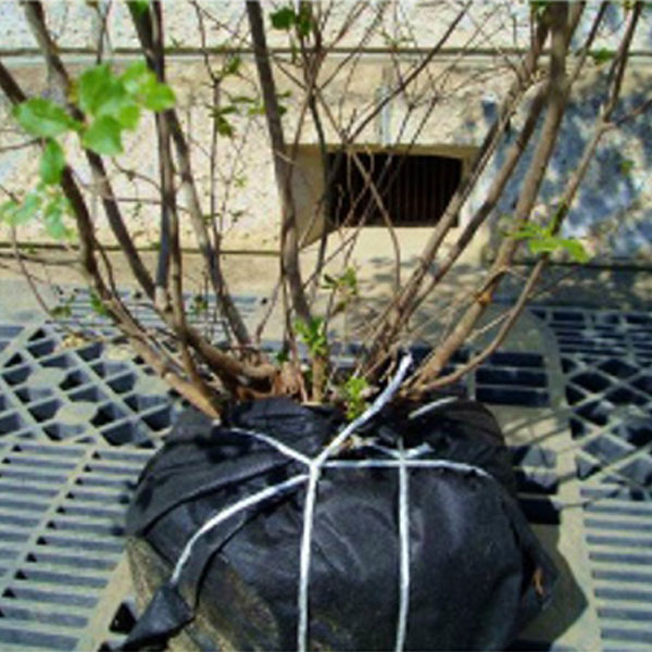 バイカツツジ 株立ち 樹高1.2～1.5m前後 (根鉢含まず)