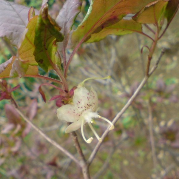 バイカツツジ 株立ち 樹高1.2～1.5m前後 (根鉢含まず)