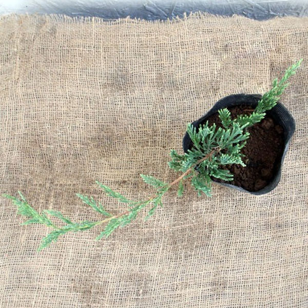 バーハーバー_03