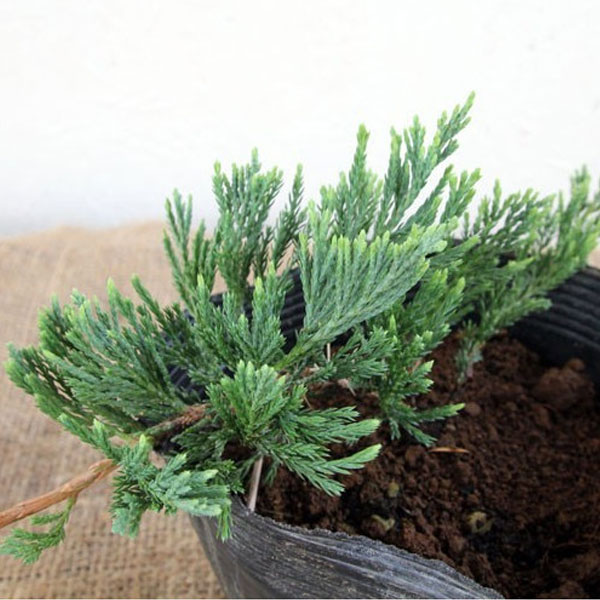 バーハーバー_04