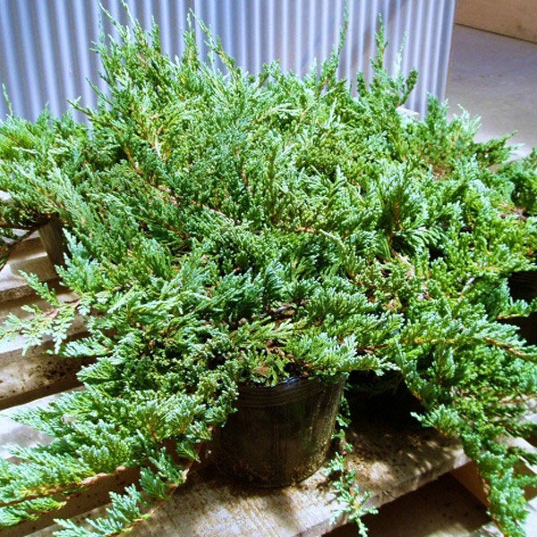 バーハーバー_05