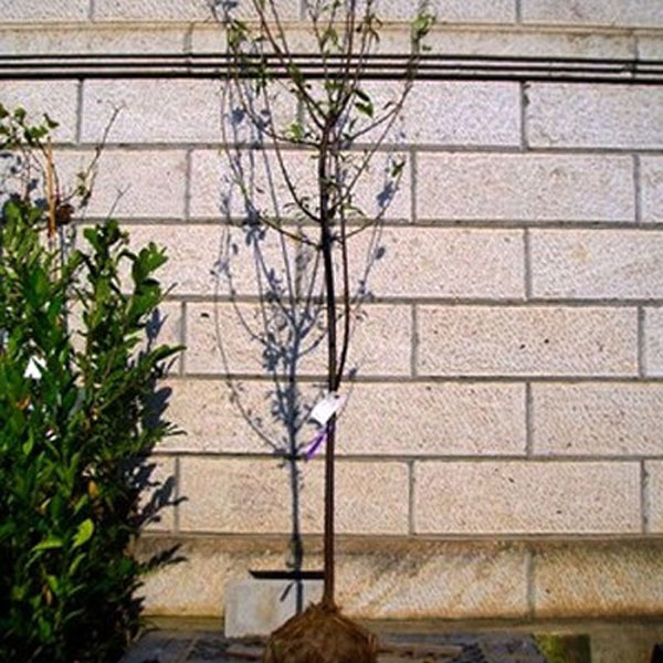 ベニバスモモ_ハリウッド_h20_01