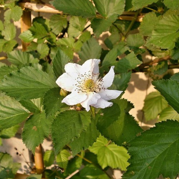 ブラックベリー (品種指定不可) ポット苗 3本セット