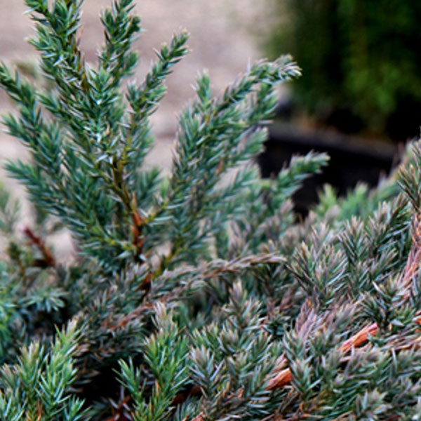 ブルーカーペット_03