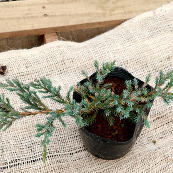 ブルーカーペット_04