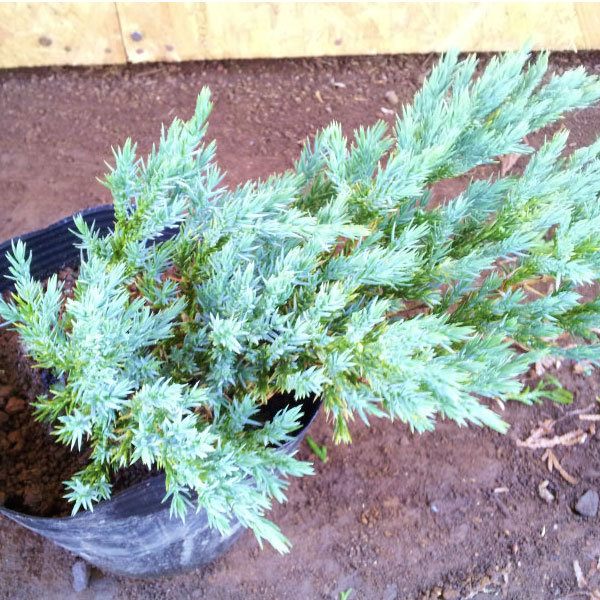 ブルーカーペット_05