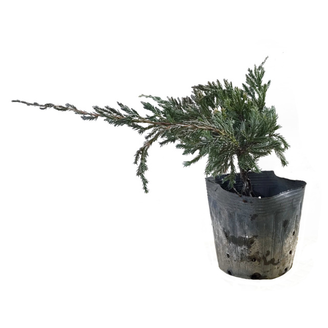 ブルーカーペット_sub_007