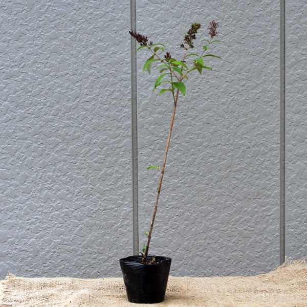 ブッドレア_紫_h03_01