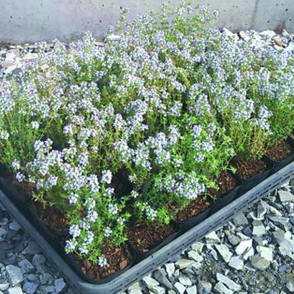 コモンタイム 40ポットセット 常緑 ハーブ グランドカバー