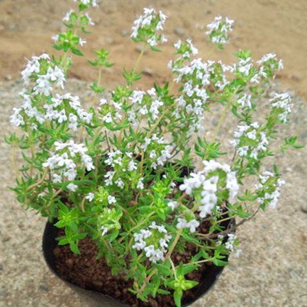 コモンタイム 40ポットセット 常緑 ハーブ グランドカバー