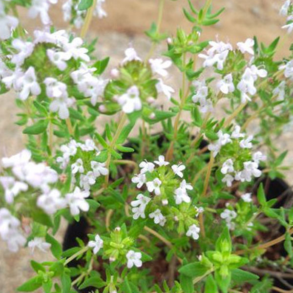 コモンタイム 40ポットセット 常緑 ハーブ グランドカバー