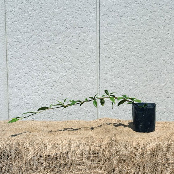 コトネ_オータムファイヤー_02