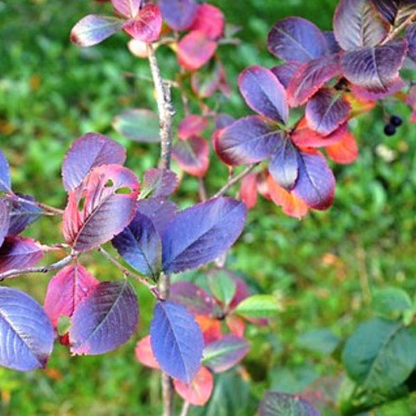 コトネ_オータムファイヤー_03