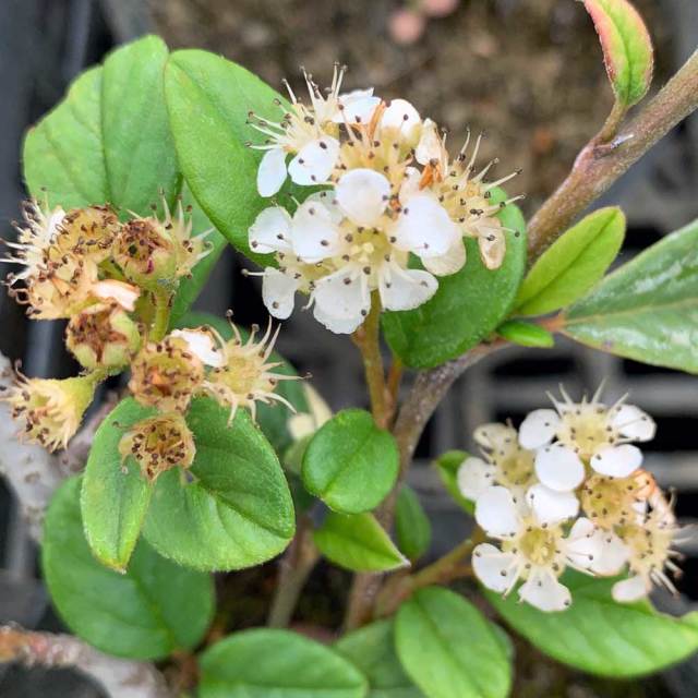 コトネアスター_オータムファイヤー_sub_05