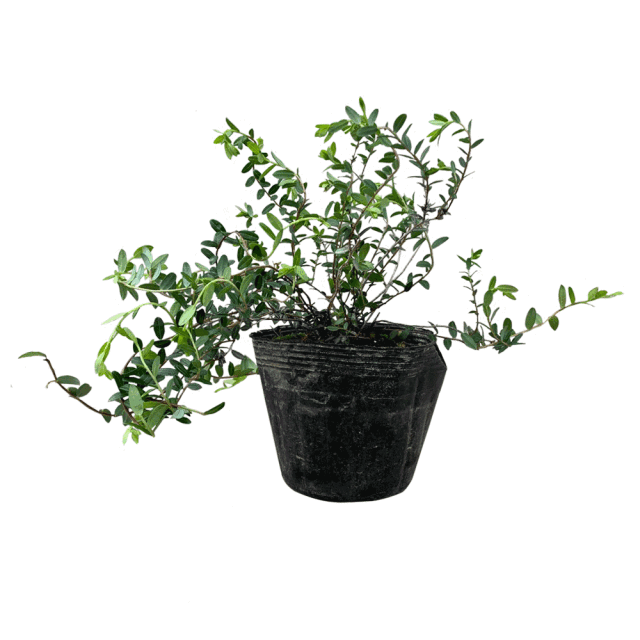 クランベリー_sub_03