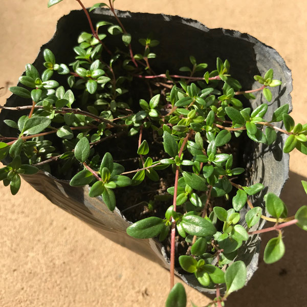 クリーピングタイム 40ポットセット グランドカバー 常緑 ハーブ 多年草