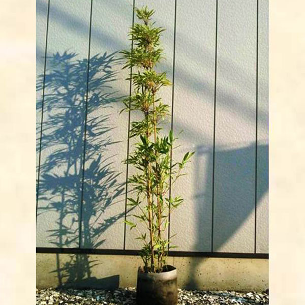 ダイミョウチク_h20_01