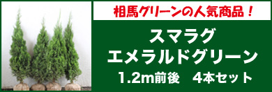 エメラルドグリーンバナー