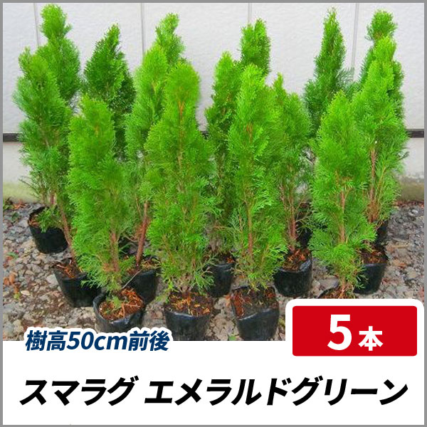 スマラグ エメラルドグリーン 樹高1 2m前後 4本セット コニファー 生垣 目隠し スマラグ エメラルドグリーン 樹高1 2m前後 4本セット コニファー 生垣 目隠し
