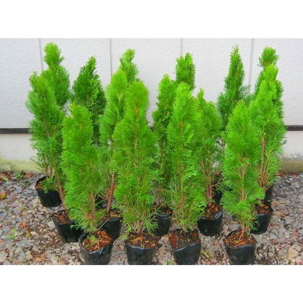 即日発送 スマラグ エメラルドグリーン 樹高50cm前後 10本セット 常緑 立性 コニファー 庭木 生垣 目隠し 進化版