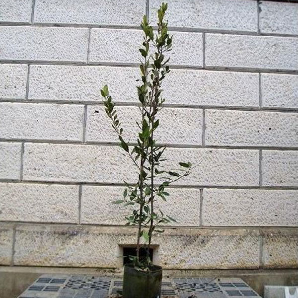 ゲッケイジュ 月桂樹 単木 樹高1.5m前後 (根鉢含まず)