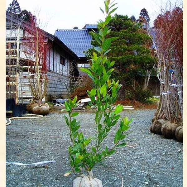 ゲッケイジュ 月桂樹 単木 樹高1 5m前後 根鉢含まず