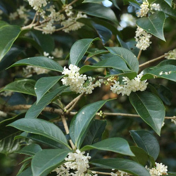 ギンモクセイ_01