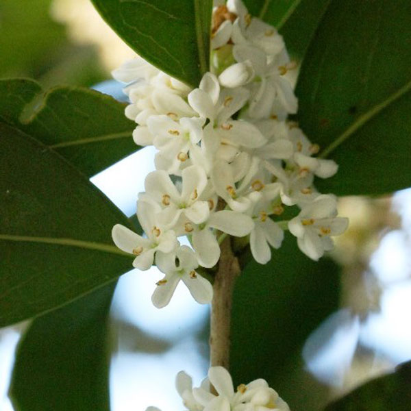 ギンモクセイ_02