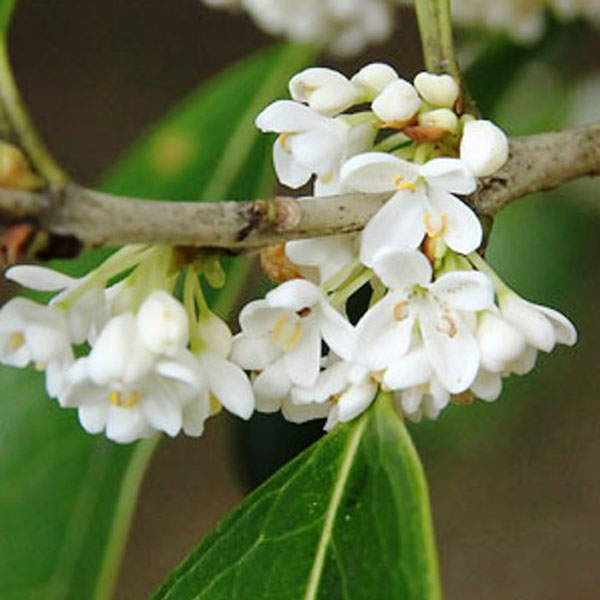 ギンモクセイ_03