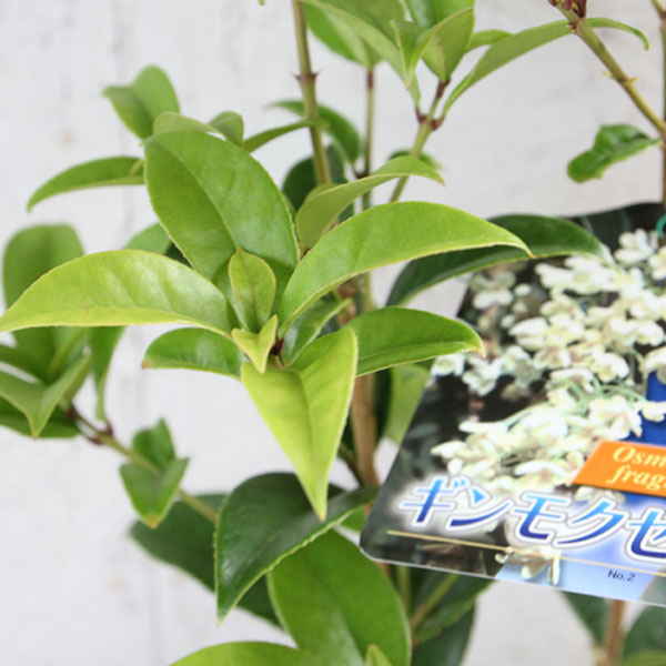 ギンモクセイ_04