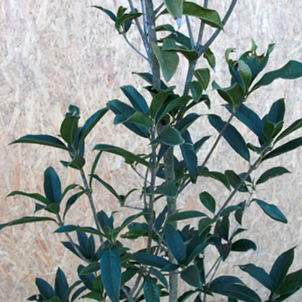 ギンモクセイ_h15_01