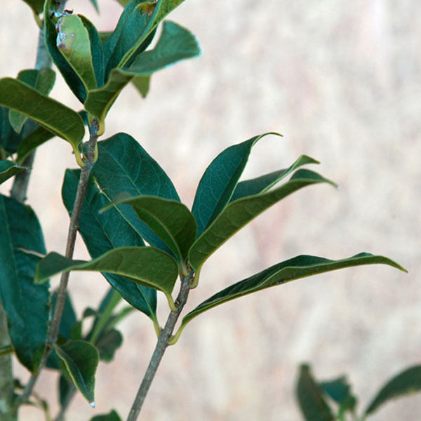 ギンモクセイ_h15_02