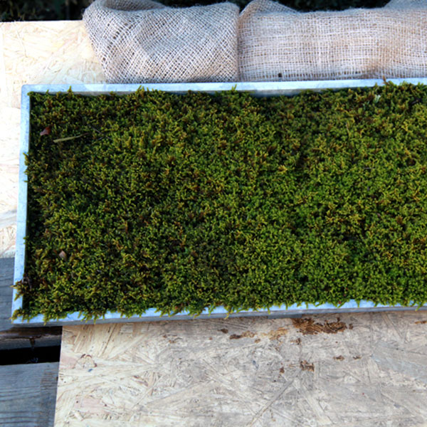 ハイゴケ (這苔) マット 58cm×28cm 6枚セット