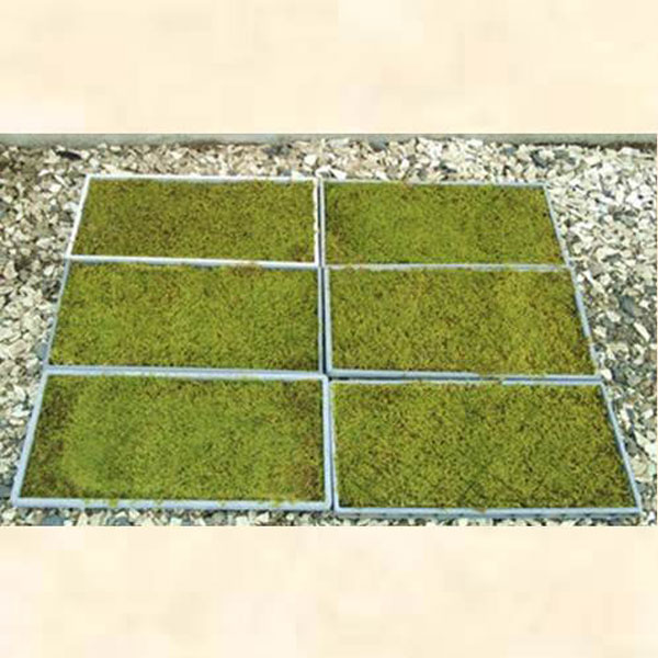 ハイゴケ_マット_04