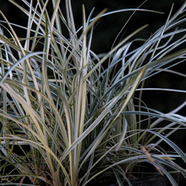 ハクリュウ 20ポットセット 常緑 多年草 グランドカバー 下草