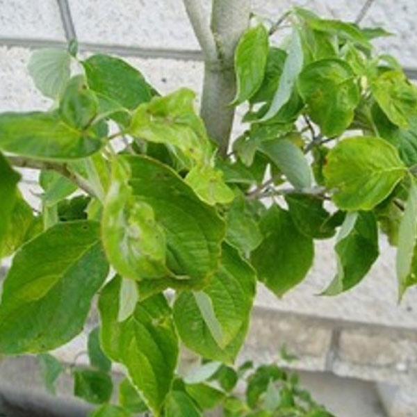 ハナミズキ クラウドナイン 白花・単木 樹高1.8～2.0m前後 (根鉢含まず)