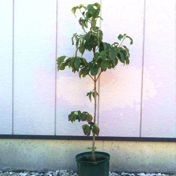 ハナミズキ_赤花_h15_01