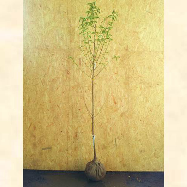 ハナモモ 関白(カンパク) 樹高1.8～2.0m前後 (根鉢含まず)