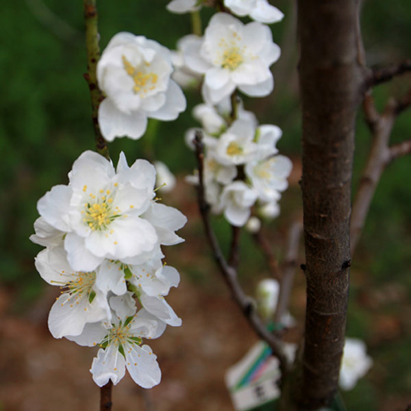 ハナモモ 関白(カンパク) 樹高1.8～2.0m前後 (根鉢含まず)