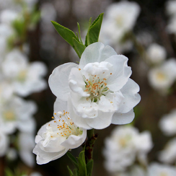 ハナモモ 関白(カンパク) 樹高1.8～2.0m前後 (根鉢含まず)