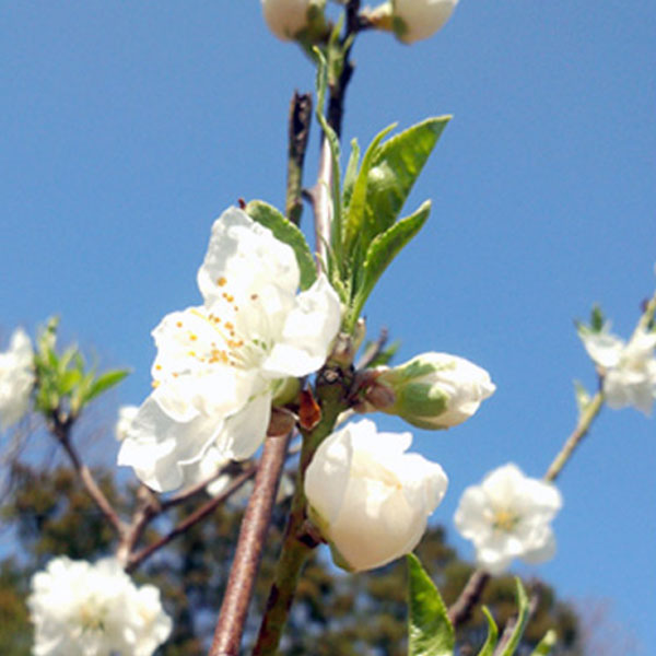 ハナモモ 関白(カンパク) 樹高1.8～2.0m前後 (根鉢含まず)