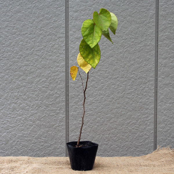 ハナズオウ_h03_01