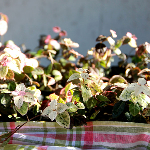 ハツユキカズラ 24ポットセット グランドカバー 常緑 つる性