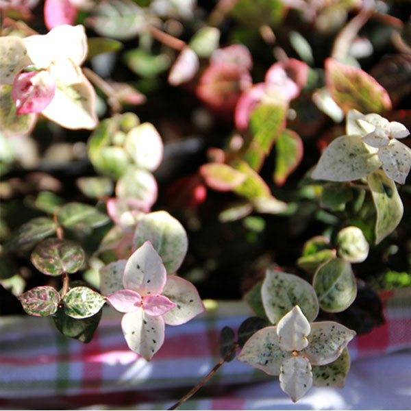 ハツユキカズラ 24ポットセット グランドカバー 常緑 つる性