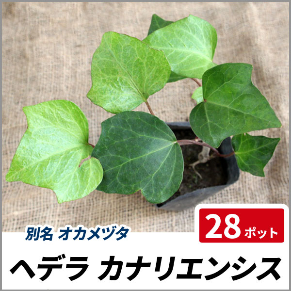 ヘデラ カナリエンシス 28ポットセット オカメヅタ グランドカバー 常緑 つる性 壁面緑化 ヘデラ カナリエンシス 28ポットセット オカメヅタ グランドカバー 常緑 つる性 壁面緑化