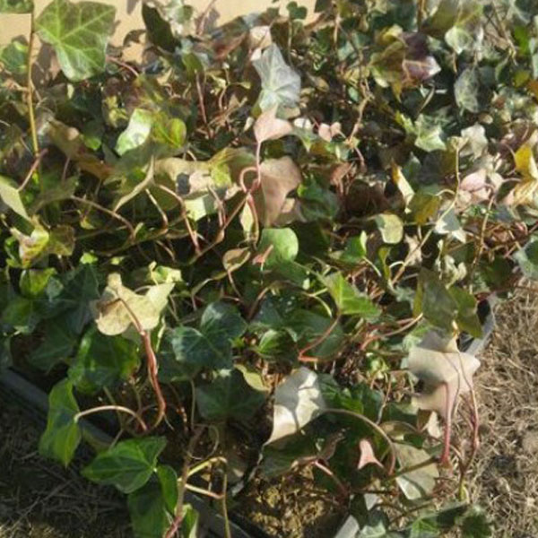 ヘデラ ヘリックス 28ポットセット アイビー 常緑 つる性 寄せ植え