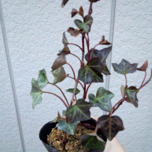 ヘデラ ヘリックス 28ポットセット アイビー 常緑 つる性 寄せ植え